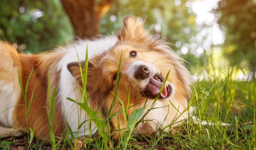 Understanding Your Dog’s Upset Stomach