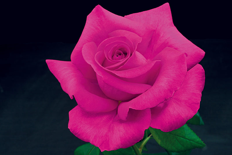 A vibrant pink rose in full bloom against a dark background, showcasing its layered petals and green leaves. The tone is elegant and striking.