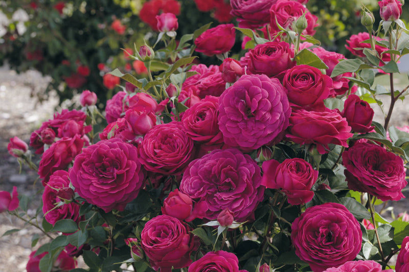 Cluster of vibrant magenta roses in full bloom, surrounded by lush green foliage. The background features more rose bushes, creating a lively garden scene.