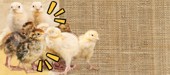 Baby chicks of all colors snuggled up for heat on a burlap background