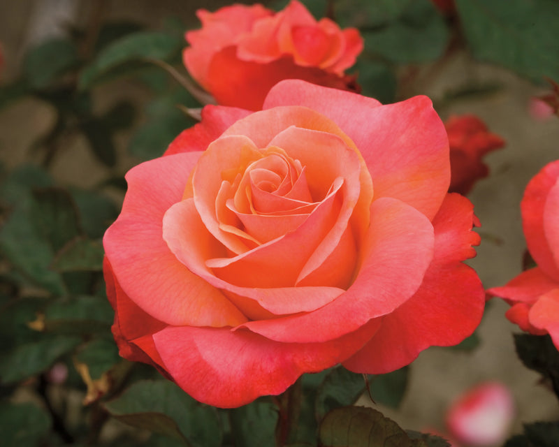 A vibrant pink and orange rose in full bloom, surrounded by dark green leaves. The petals are layered, creating a soft, romantic appearance.