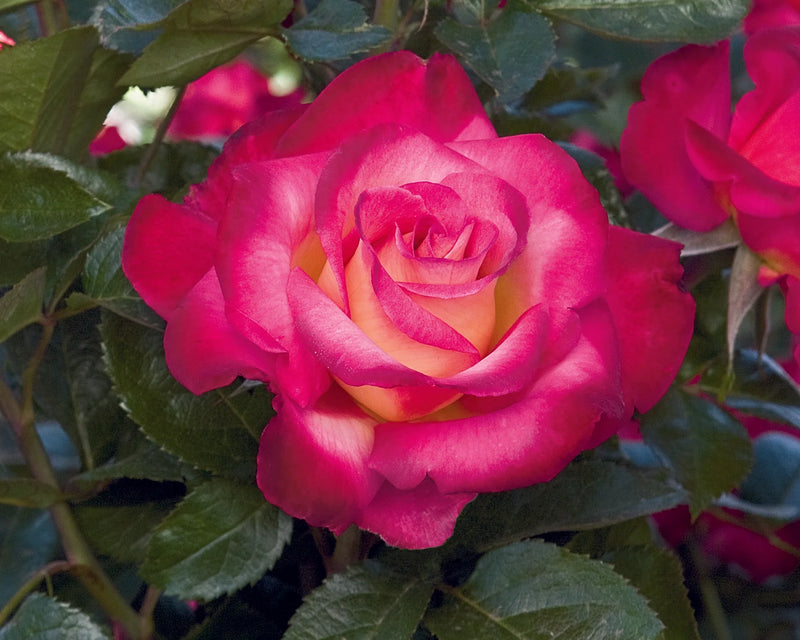A vibrant pink rose with yellow-tinged petals blooms among dark green leaves, conveying beauty and elegance in a lush garden setting.