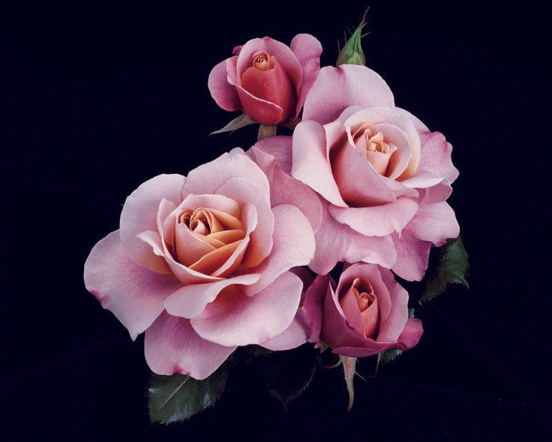 A bouquet of delicate pink roses with lush green leaves set against a dark background, evoking a romantic and elegant feel.