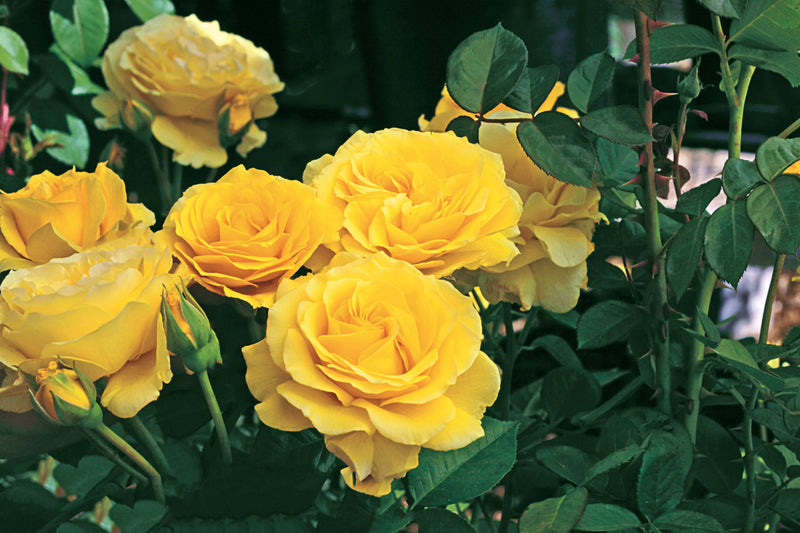 Clusters of vibrant yellow roses bloom amidst lush green leaves, creating a cheerful and lively scene in a garden setting.