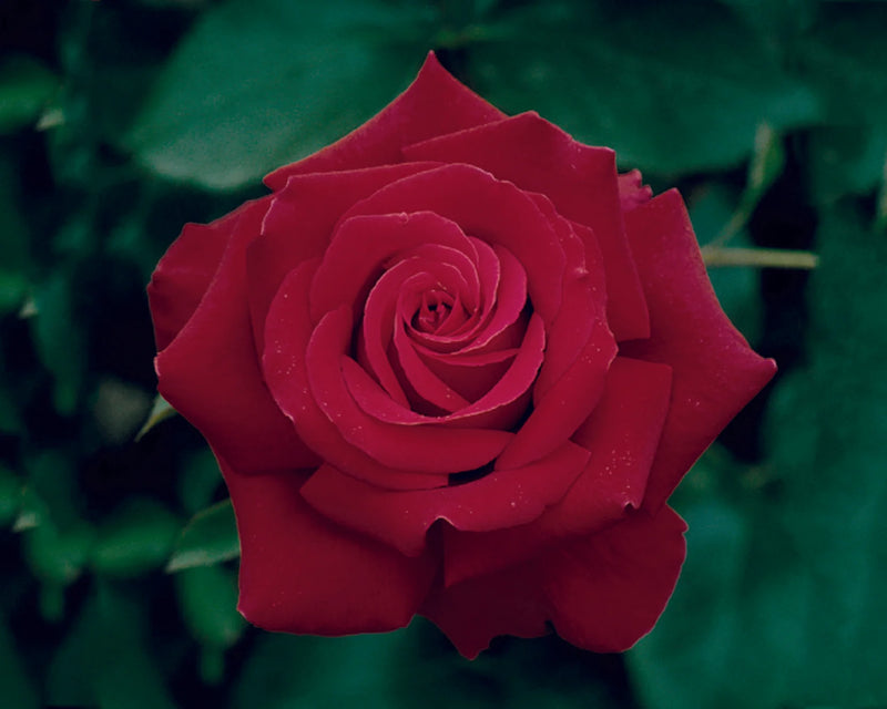 A vibrant red rose in full bloom against a backdrop of rich green leaves, conveying a sense of elegance and romance.