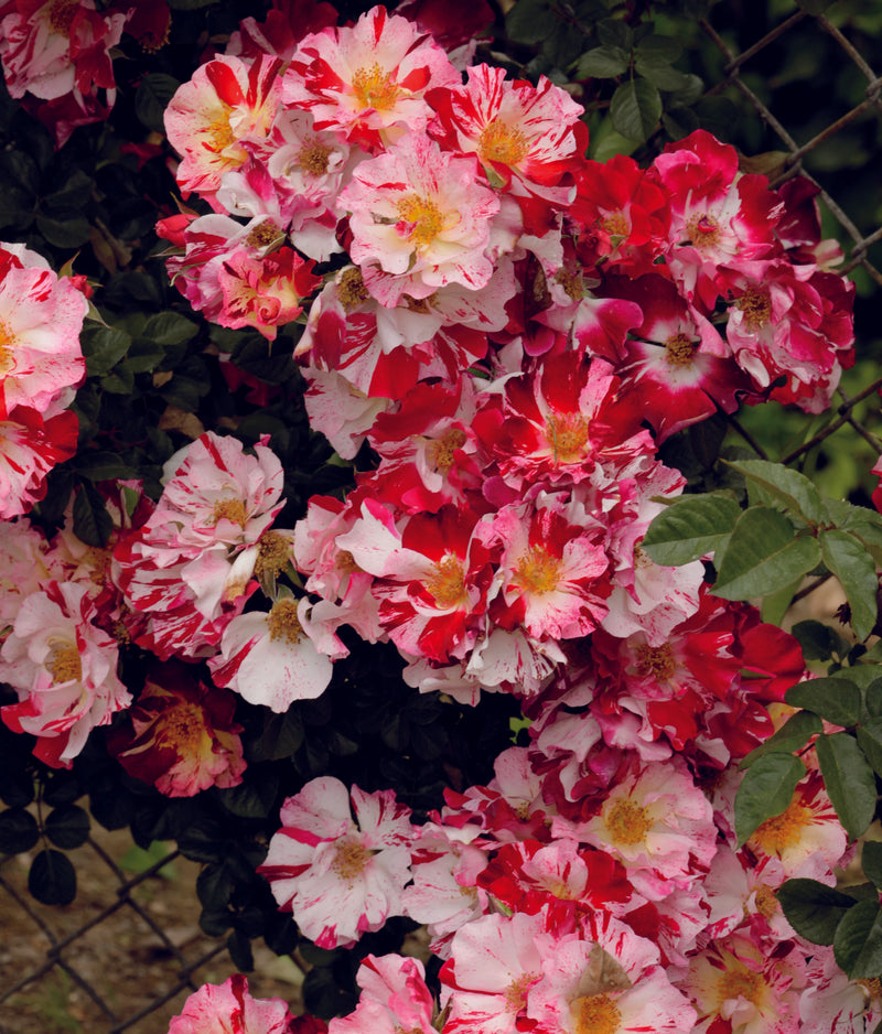 A vibrant cluster of pink and red roses with yellow centers bloom against lush green leaves, evoking a lively and cheerful garden atmosphere.