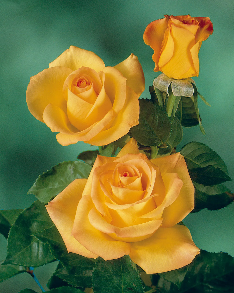 Yellow roses with lush, green leaves are set against a soft green background. Two open blooms and one bud create a bright, cheerful display.