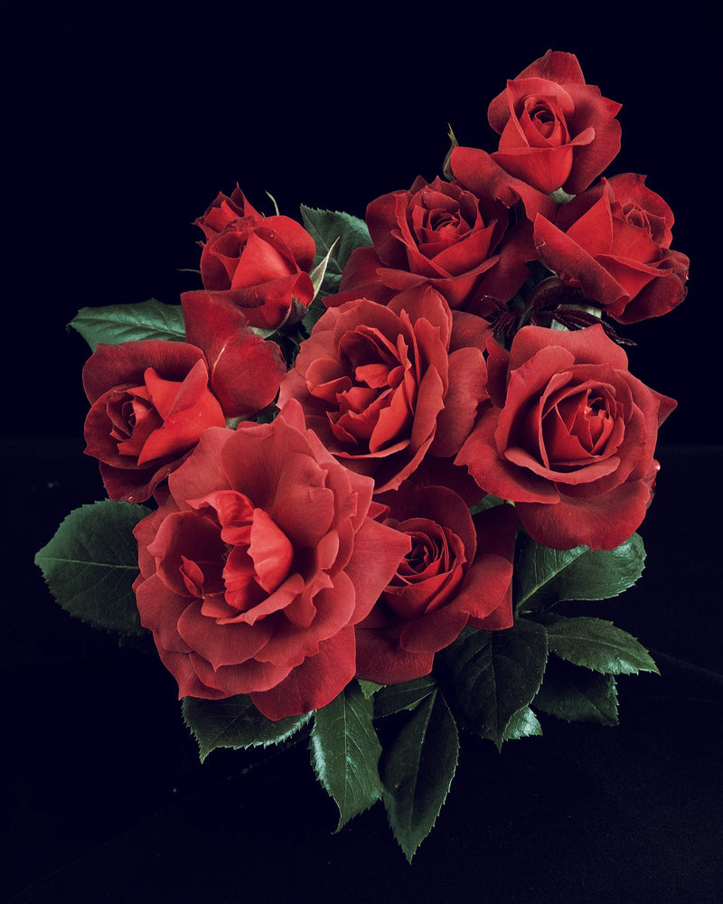 A bouquet of vibrant red roses with lush green leaves against a black background. The image conveys elegance, romance, and a sense of classic beauty.