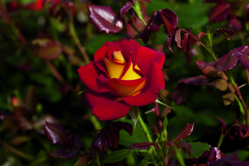 A vibrant red and yellow rose blooms amidst rich green and dark red leaves, conveying a sense of elegance and natural beauty, with a dramatic contrast.