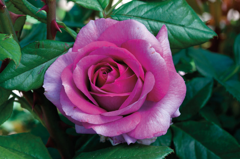 A vibrant pink rose in full bloom is surrounded by deep green leaves. The petals are velvety, with a soft gradient, evoking a sense of elegance.