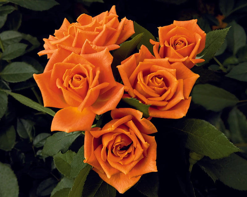 Vibrant orange roses clustered together with lush green leaves in the background, conveying a sense of warmth and natural beauty.
