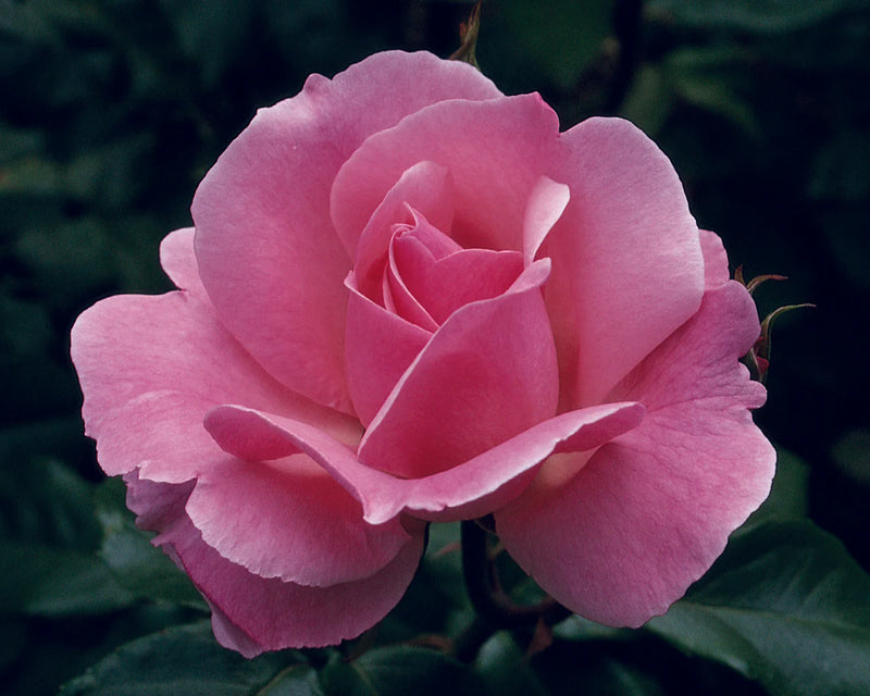 A vibrant pink rose in full bloom, with delicate petals radiating softness. The dark green leaves in the background enhance the flower's vivid color.