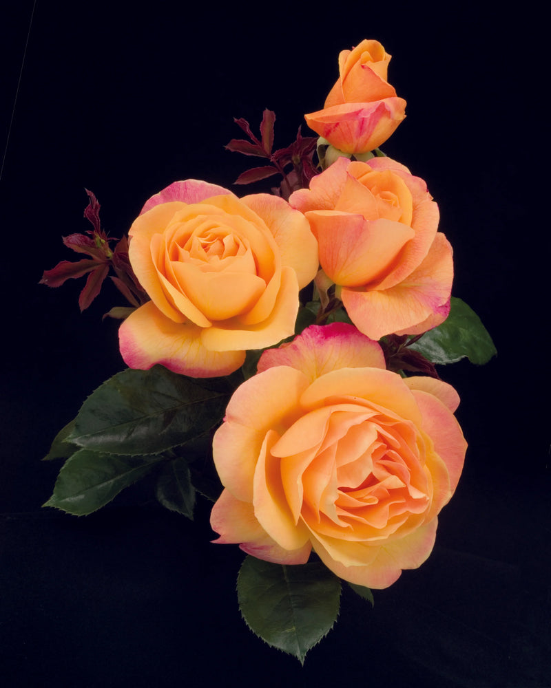 A cluster of vibrant orange roses with pink-tipped petals against a black background. The green leaves add contrast, evoking elegance and warmth.