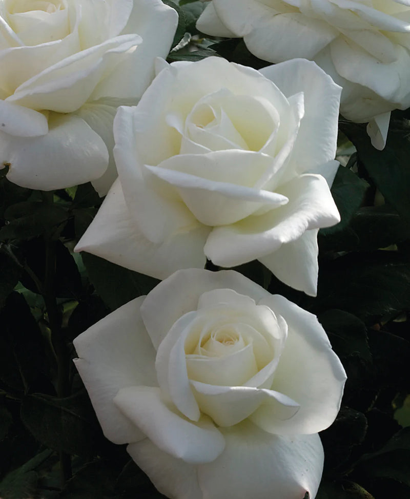 Close-up of three large, blooming white roses with lush petals against dark green leaves, conveying a serene and elegant atmosphere.
