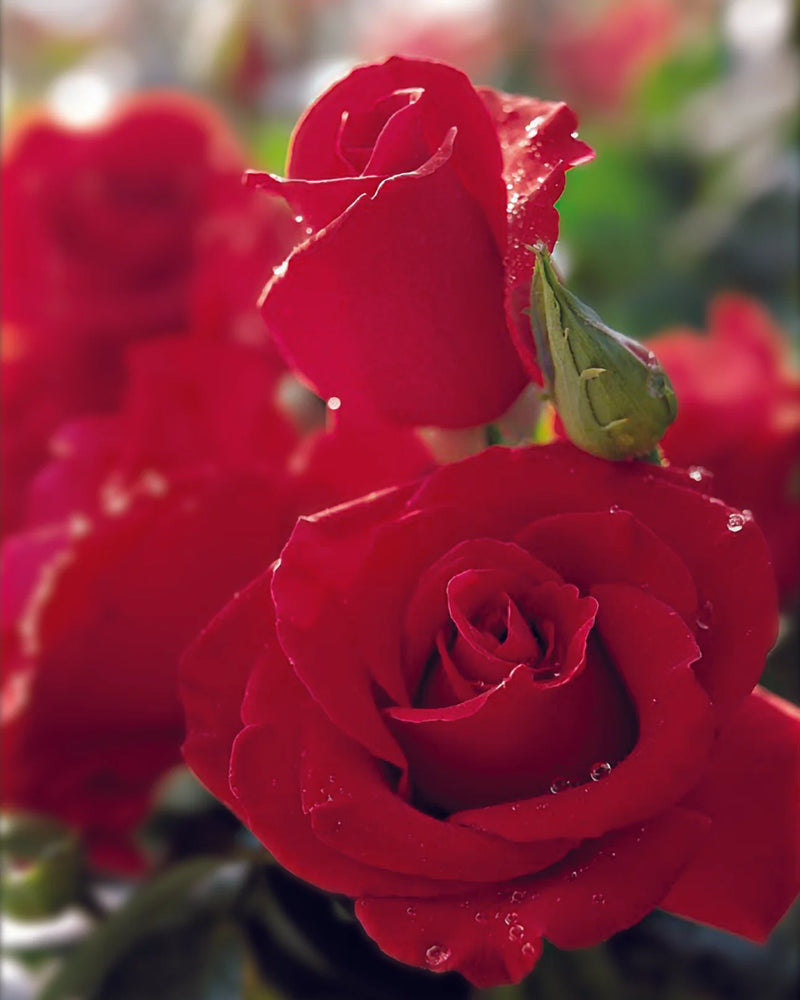 Close-up of vibrant red roses in full bloom, with dew drops on petals. Soft focus background enhances romantic and fresh atmosphere.