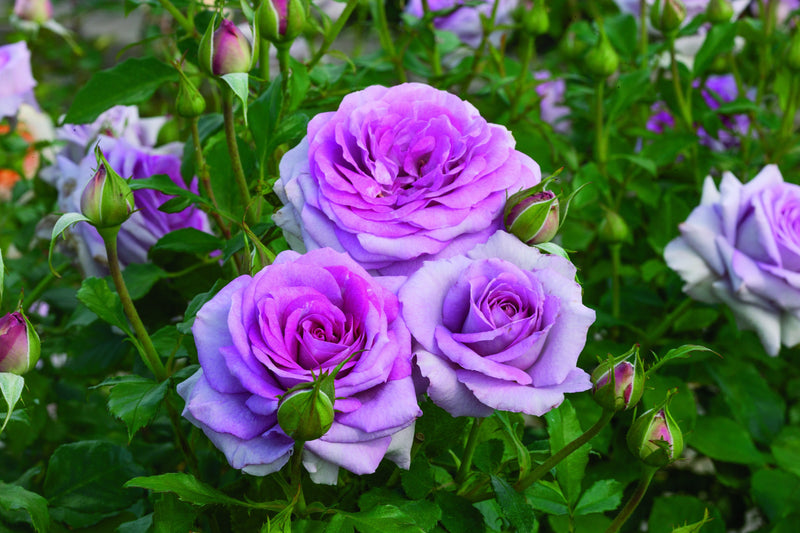 Vibrant purple roses in full bloom surrounded by lush green leaves and unopened buds, conveying a serene and fresh garden atmosphere.