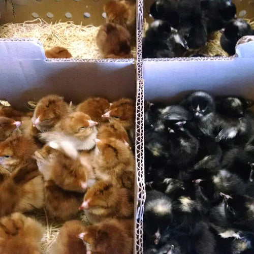 A box of fluffy chicks divided by color: brown chicks on the left and black chicks on the right, all nestled in straw bedding.