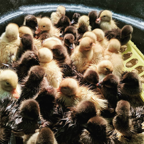 A cluster of fluffy ducklings, both yellow and brown, huddle closely in a round container. The scene conveys warmth and comfort.