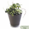 Crescent Garden Clear Plant Saucers
