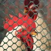 Tenax Poultry Fence 3' x 25' Black 72120546 (3' x 25')